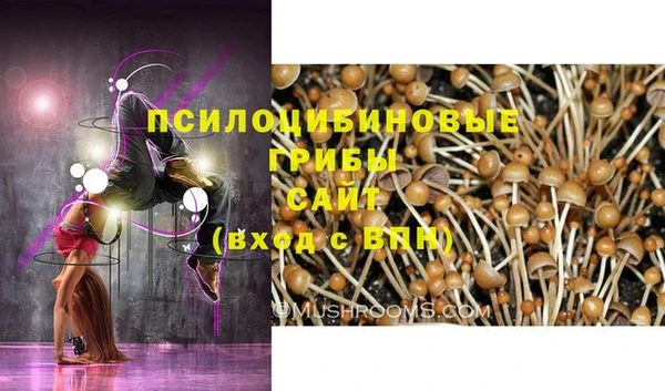 стафф Алзамай