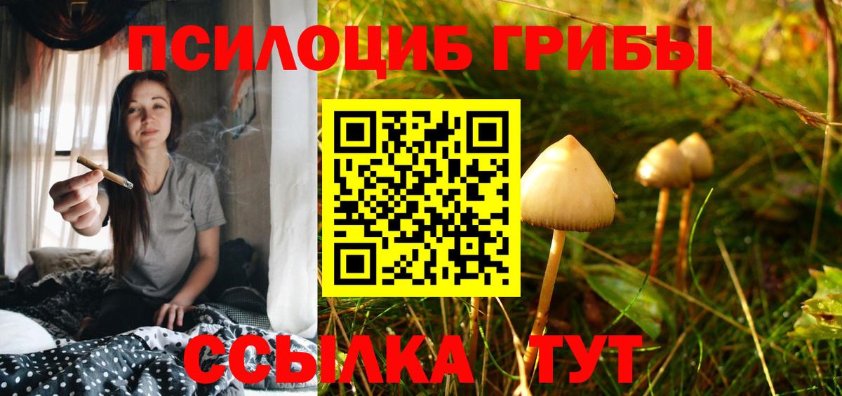 Владимир  Псилоцибиновые грибы GOLDEN TEACHER  Вход с VPN  Псилоцибиновые грибы прущие грибы 